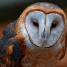 Tyto alba