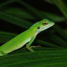 Green changeable lizard