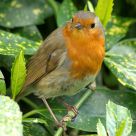 Robin