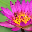 Nelumbo nucifera