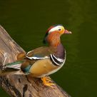 The Duck