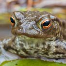 Common Toad (Bufo bufo)