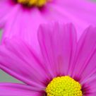 Cosmos Flowers