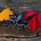 Leaves on the log