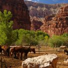 Havasu Canyon