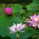 Three Lilys