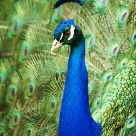 Wildlife