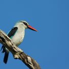 Woodland Kingfisher