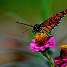 Monarch Butterfly