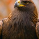 Female Golden Eagle