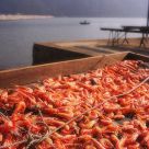 Shrimps