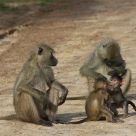Yellow Baboons