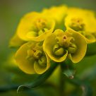 Euphorbia