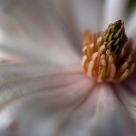Magnolia stellata