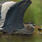 Great Blue Heron 0424