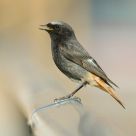 Black Redstart