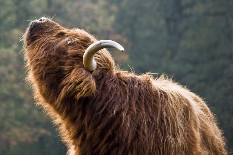 Highland Cow