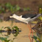 Blackwinged Stilt, Chilika