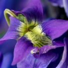 Viola sororia