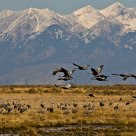 Sandhill Cranes
