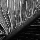Lines