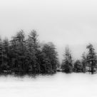 Algonquin in the morning