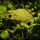 Froggy