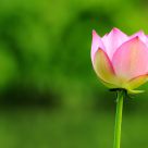Pinky in Green