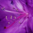 Rhododendron ponticum