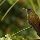 Tropical Bird
