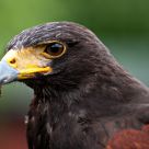 Eagle portrait #1