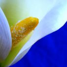 Calla