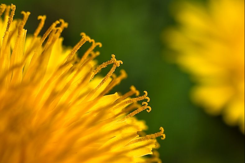 Dandelion