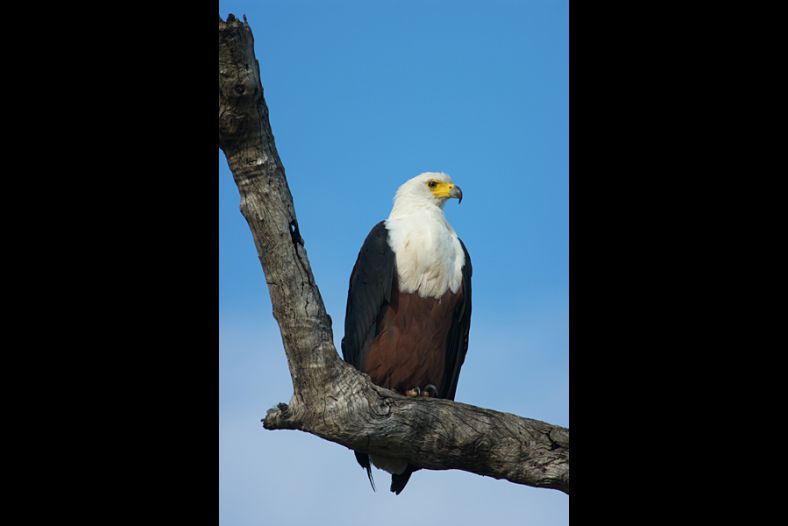 African Fish-Eagle