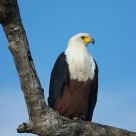 African Fish-Eagle