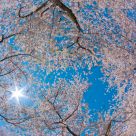 Cherry Blossoms in D.C.