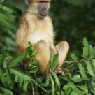 Yellow Baboon