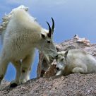 Mountain Goats