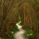The Winding Path