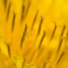 Dandelion Fire