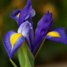Iris