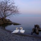 Swans at Twilight