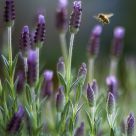 Bee & Lavender