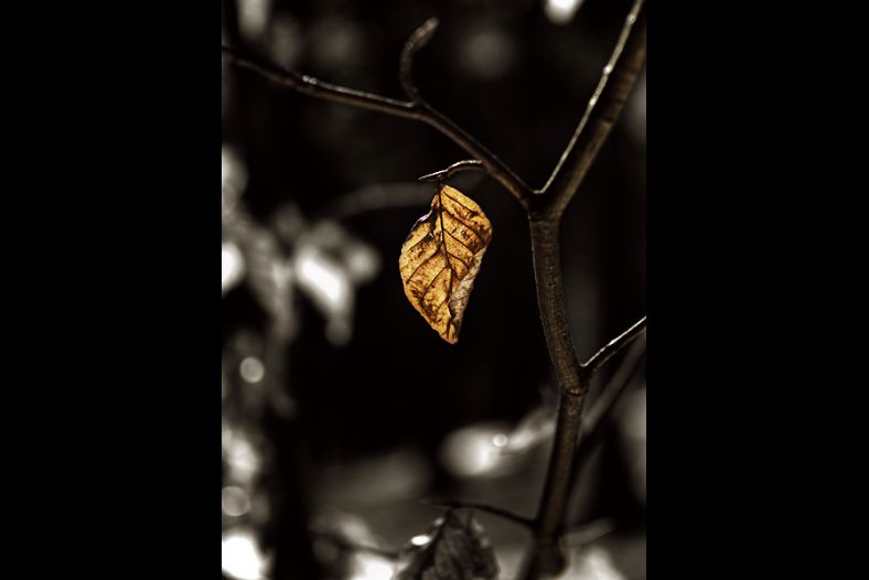 Golden Leaf