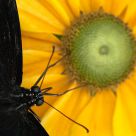 Black and Yellow