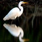 Great Egret in Reflection