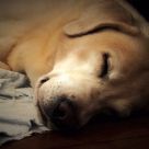 Sleeping