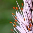 Flor de GamÃ³n