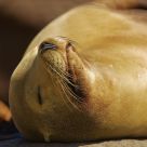 Sea Lion