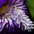 Purple Iris